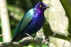 purper glansspreeuwen