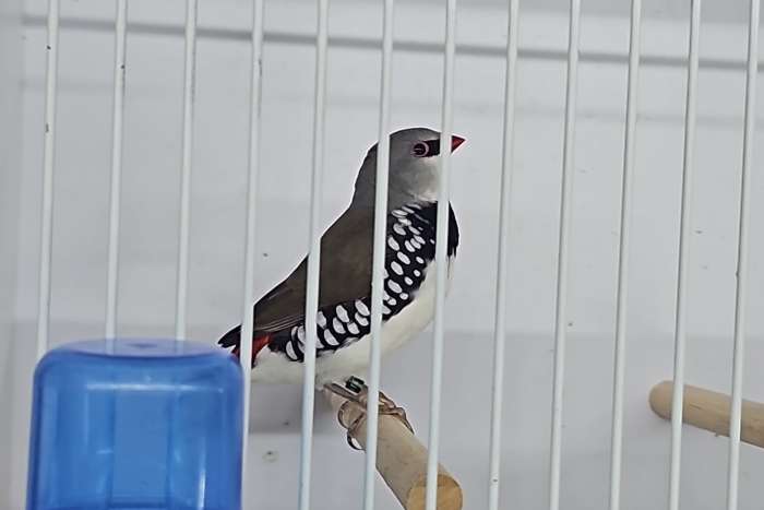 diamantvinken te koop