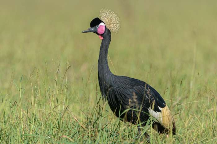 zwarte kroonkraanvogels