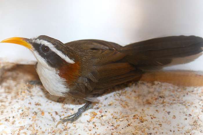 0-2 witbrauwkruiplijster (pomatorhinus schisticeps)