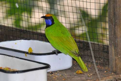 1-0 goudvoorhoofdbladvogel