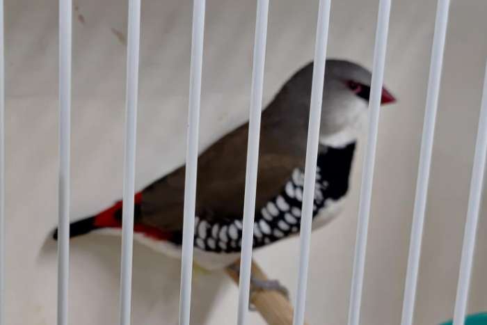diamantvink