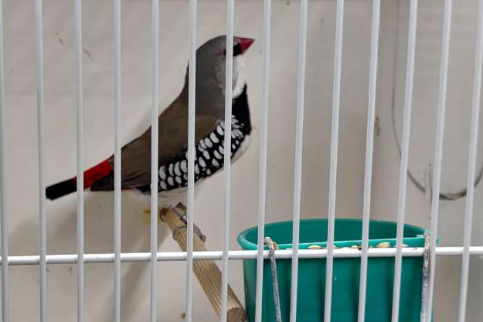 diamantvink