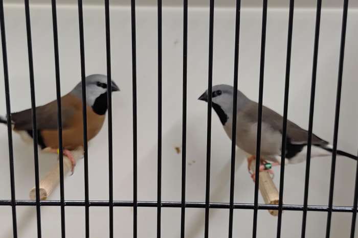 gordelgrasvinken grijs en split