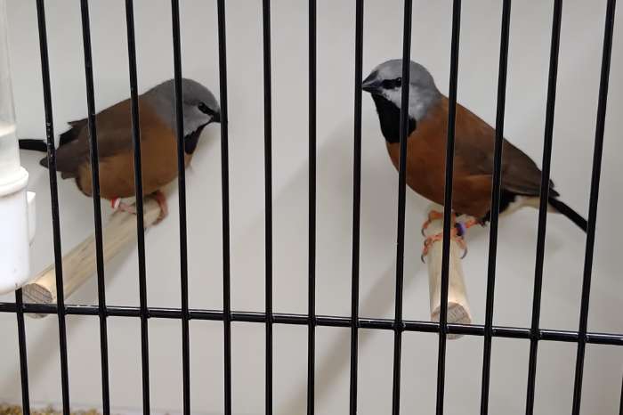 gordelgrasvink wildkleur