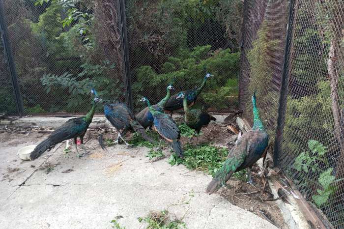 groene pauw (pavo muticus muticus) te koop.