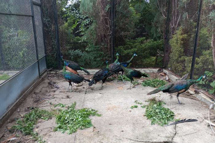 groene pauw (pavo muticus muticus) te koop.