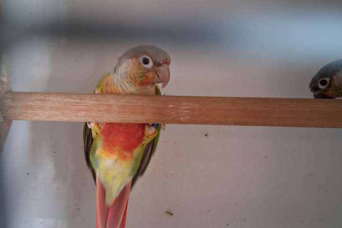 pyrrhura