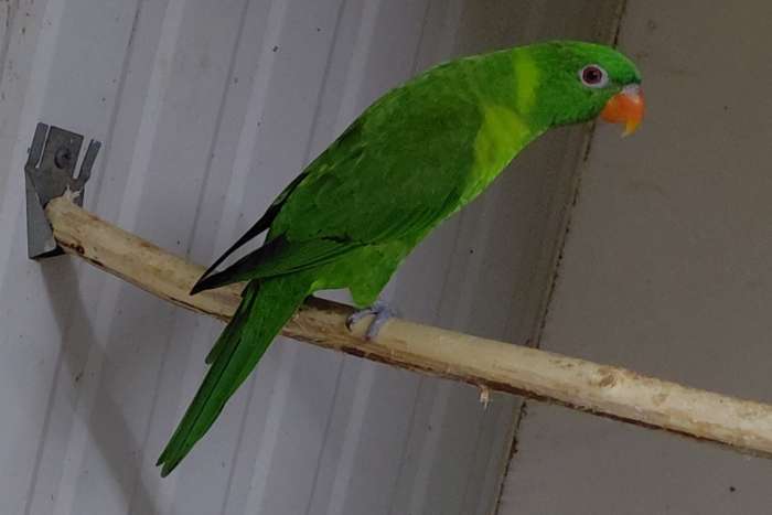 weberlori
