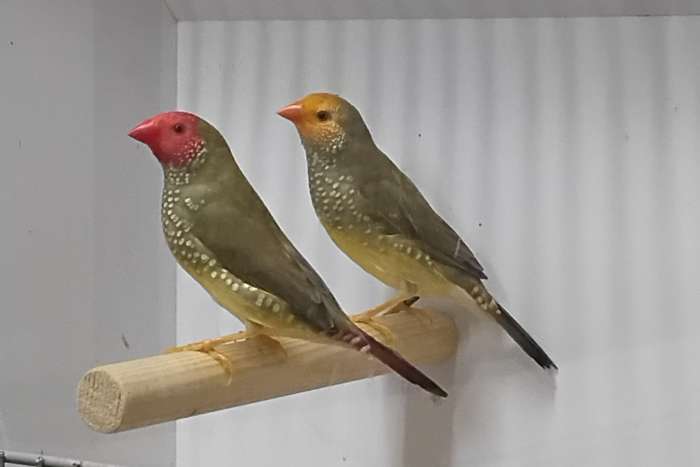 koppel binsenastrides