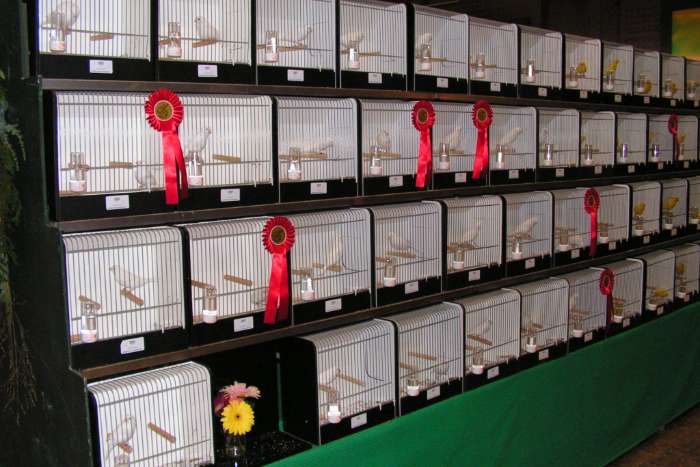 1150 vogels op internationale show zondag 25 oktober in meijel