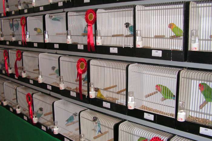 1150 vogels op internationale show zondag 25 oktober in meijel