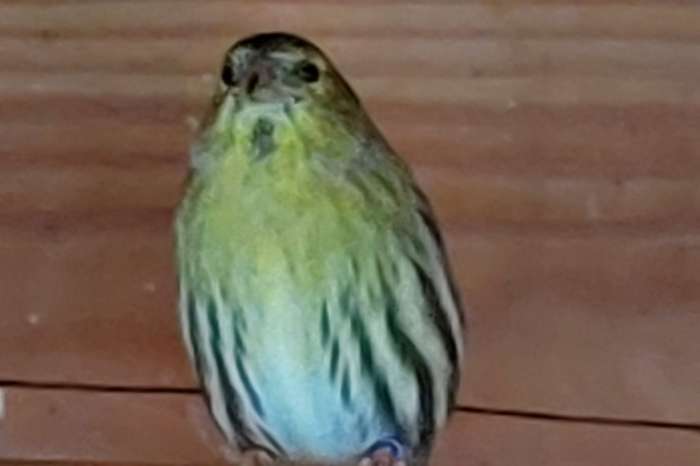 houdt u van europese cultuurvogels?