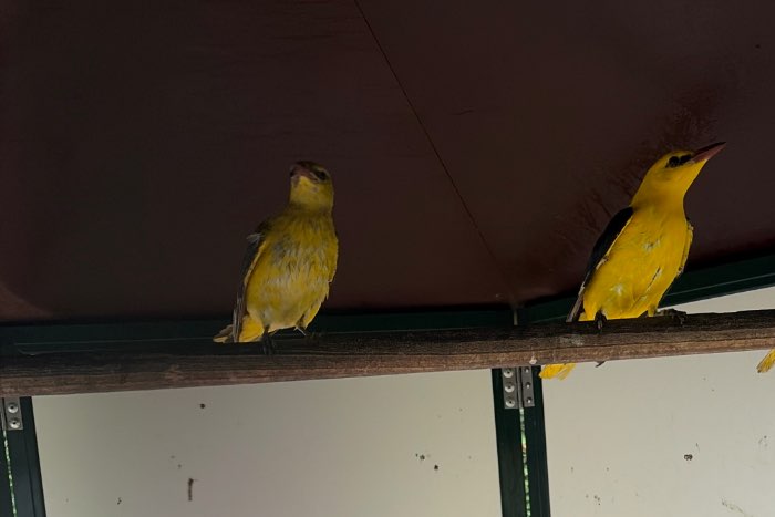 koppel indische wielewaal
