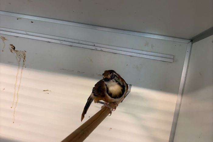 kleine borstband gaailijster man