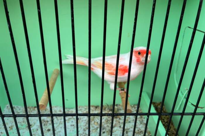 rood mozaïek