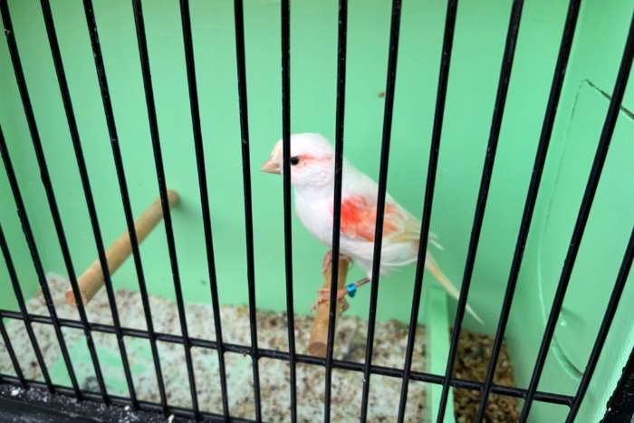 rood mozaïek