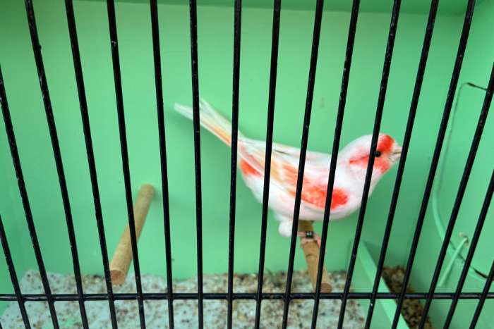 rood mozaïek