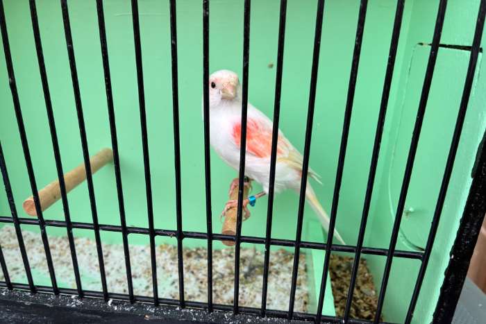 rood mozaïek
