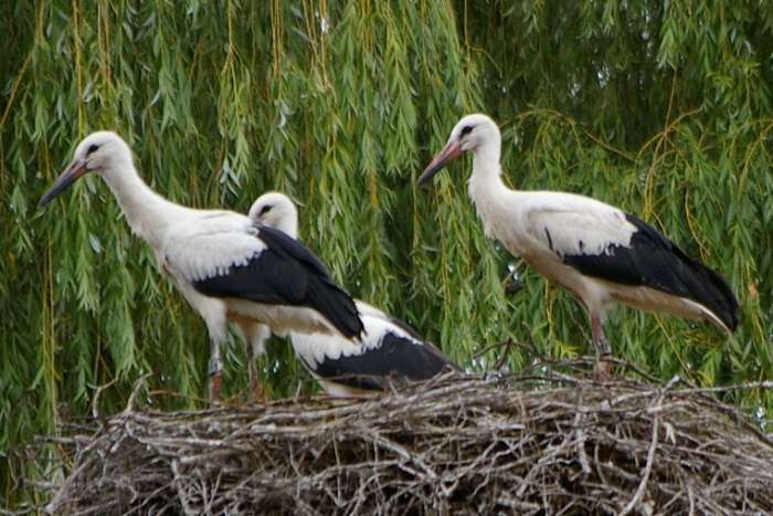 weißstorch (ciconia ciconia), storch