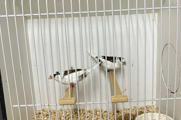 vogelmarkt kweeklust voorthuizen