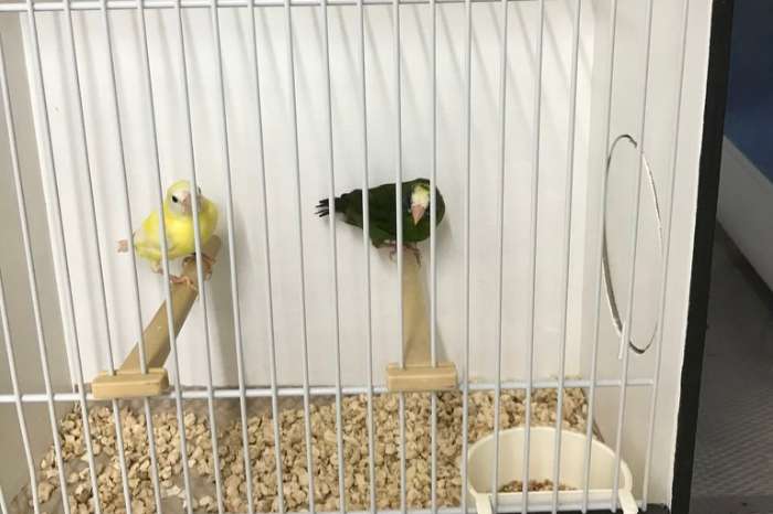 vogelmarkt kweeklust voorthuizen