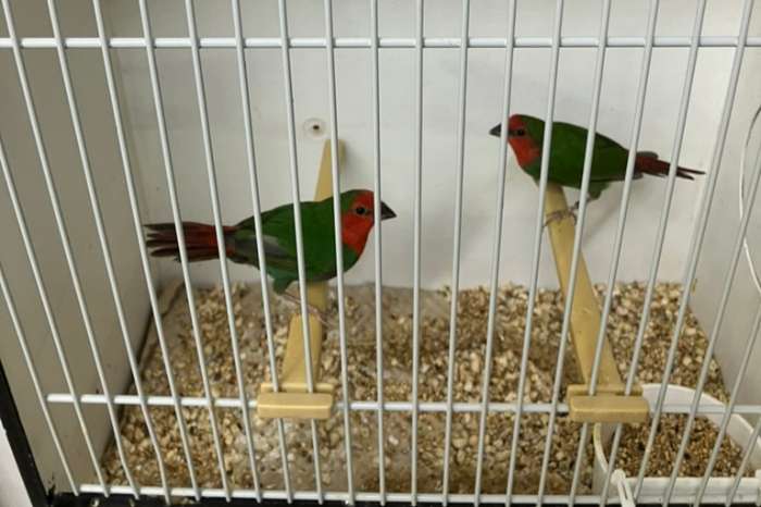 vogelmarkt kweeklust voorthuizen