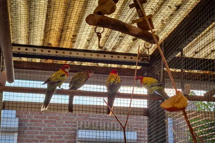 te koop: goudmantel-rosella's (wildkleur) ek26