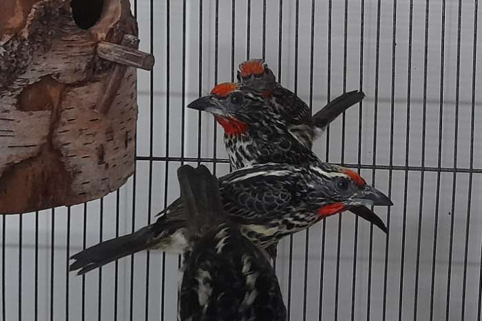 baardvogels/ barbets