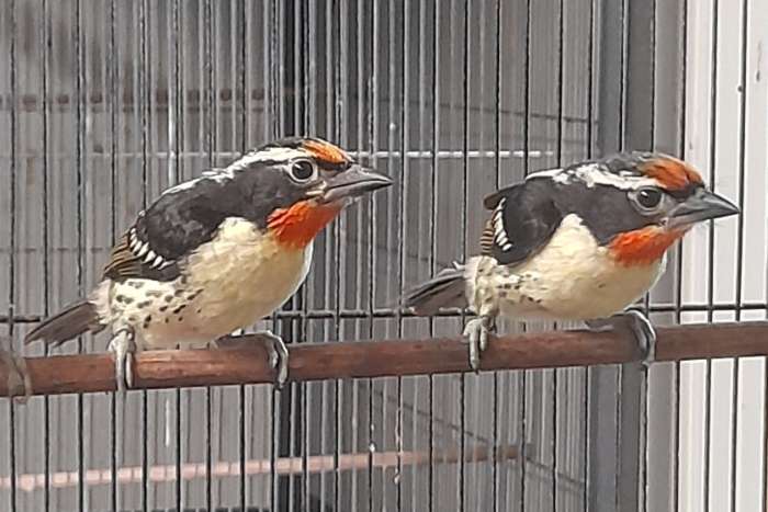baardvogels/ barbets