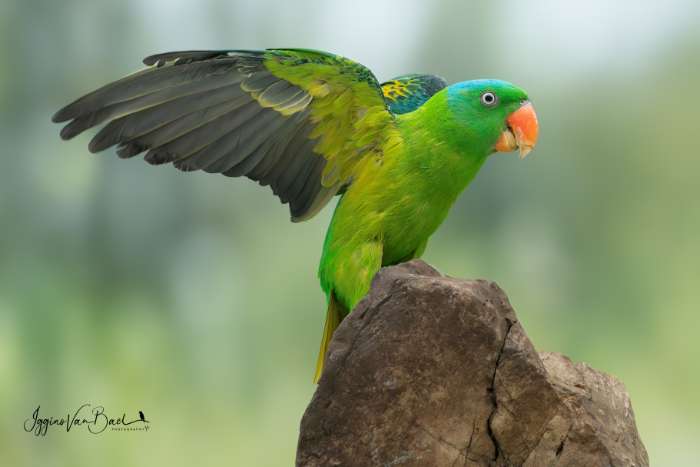 vogels voor in de fotokooi