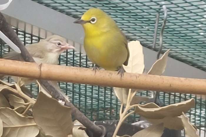 zosterops senegalensis