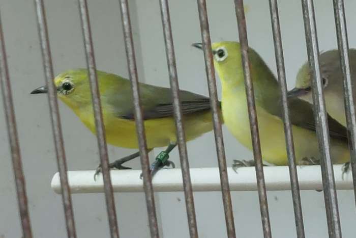 zosterops senegalensis