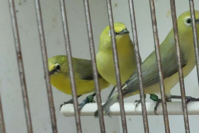 zosterops senegalensis