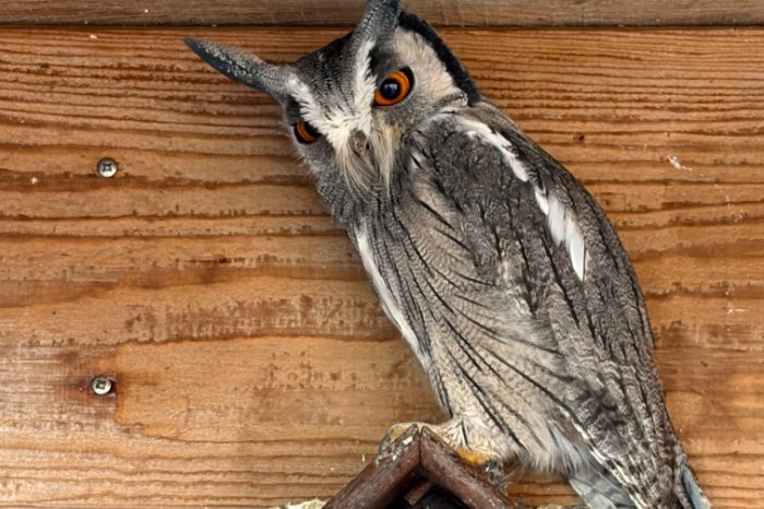 noordelijke witwangdwergooruil