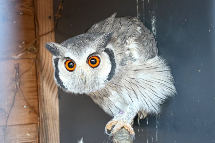 noordelijke witwangdwergooruil