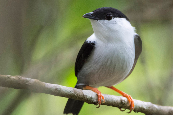 bonte manakin- manacus manacus