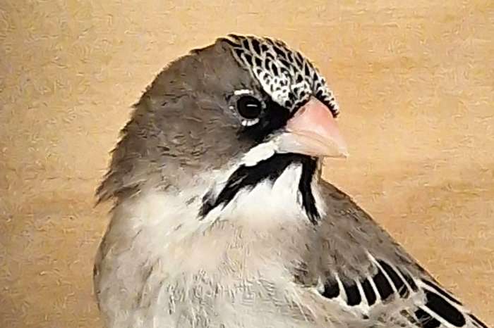 scaly-feathered finches (sporopipes squamifrons))