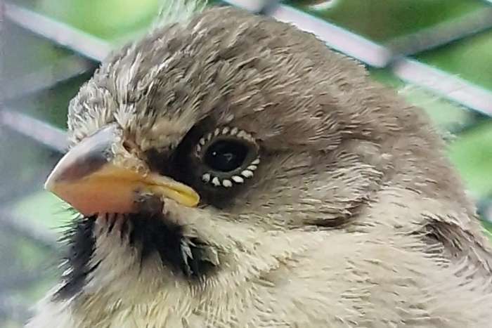 scaly-feathered finches (sporopipes squamifrons))