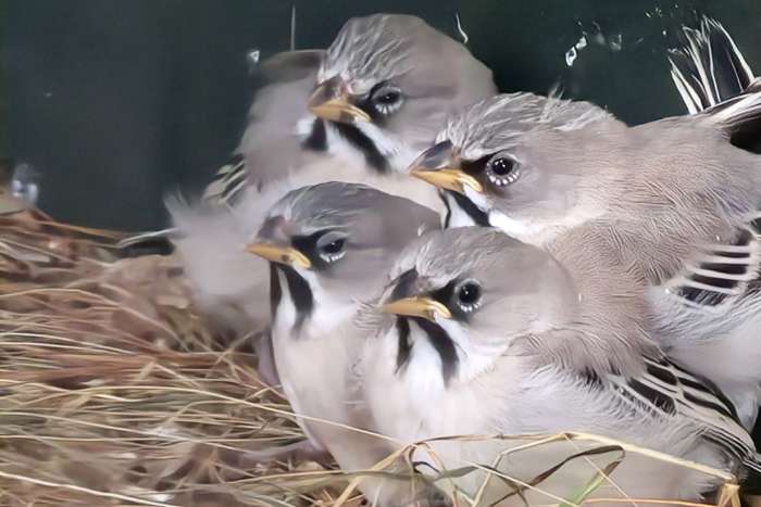 scaly-feathered finches (sporopipes squamifrons))