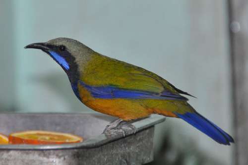 1-0 oranjebuikbladvogel-chloropsis hardwickii