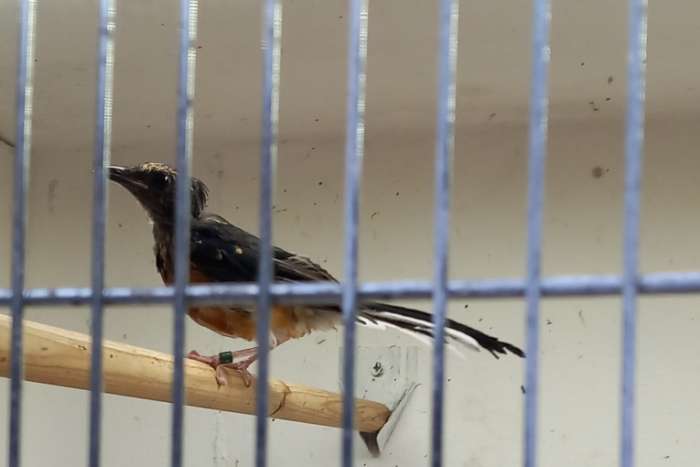 schamalijster man