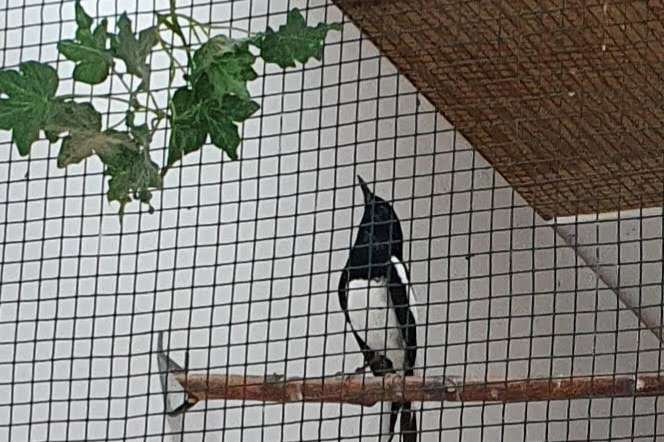 dayal lijsters (copsychus saularis)