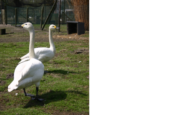 diverse ganzen en zwanen