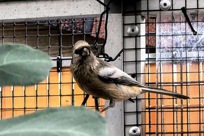 2.1 sib. meisengimpel (sibiricus) abzugeben
