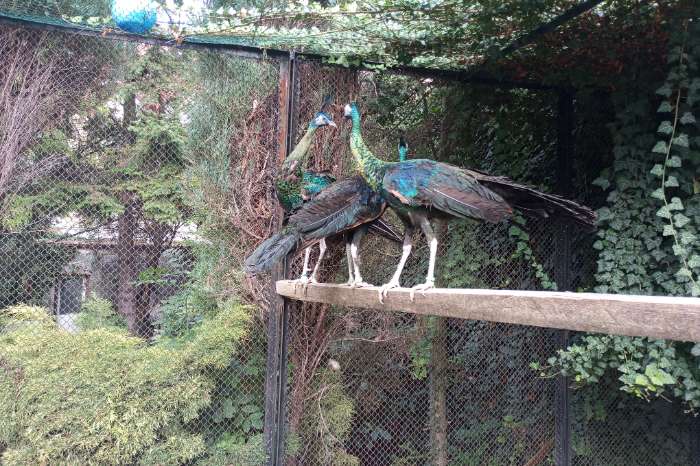 groene pauw (pavo muticus muticus) te koop.