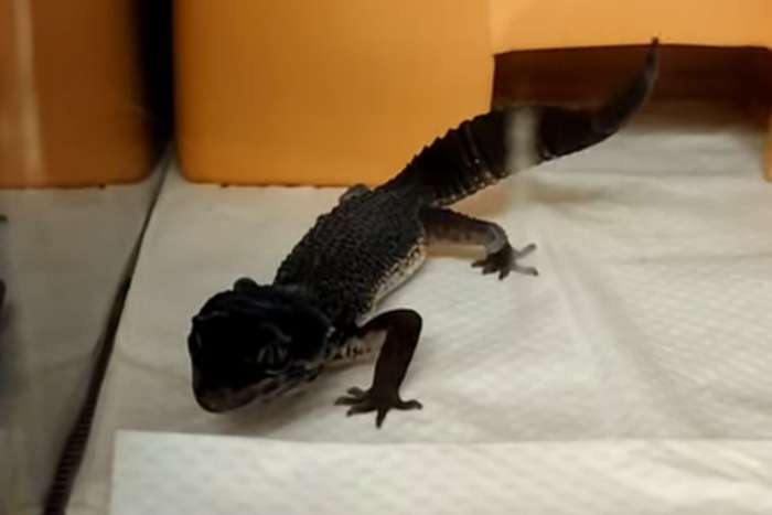 gecko