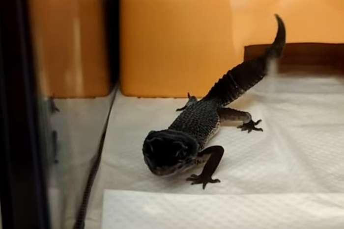 gecko