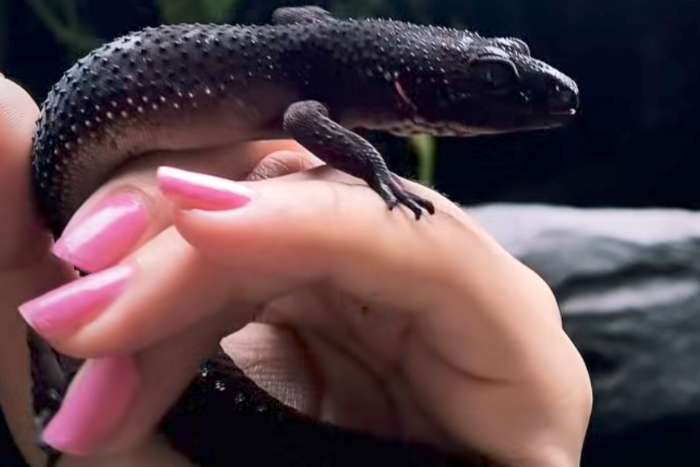 gecko