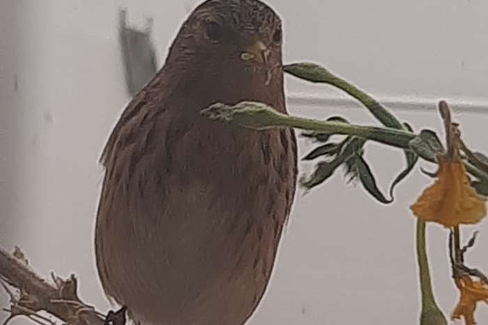 soorten europese kultuur vogels